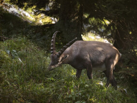 Mountain Goat