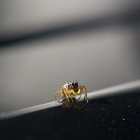 3mm spider