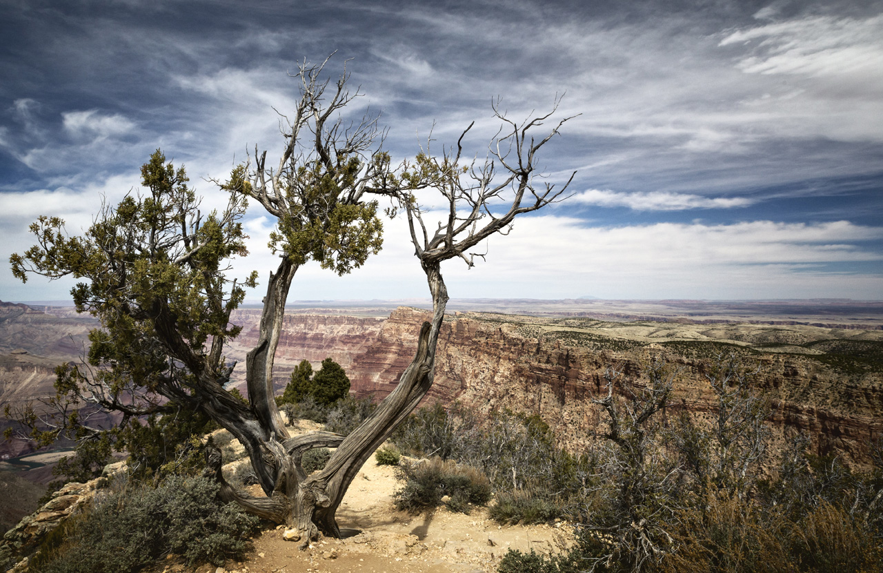 a lonely tree overseeing the Grand Canyon