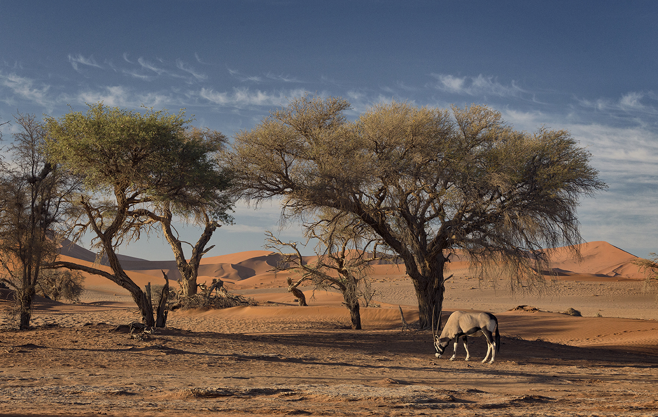 wild Oryx in Namibia